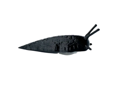 black_slug