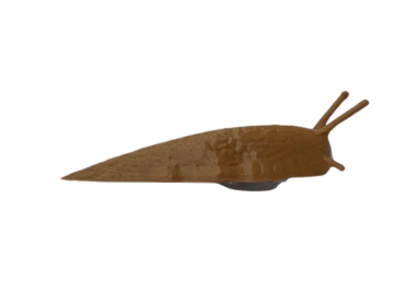brown_slug