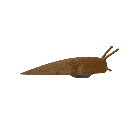 Lesma Magnetica - Castanho